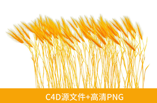 C4D金黄色小麦穗