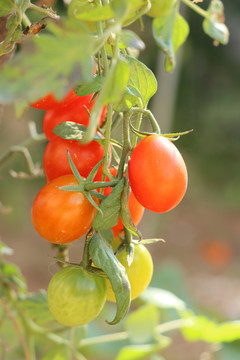 新鲜的小西红柿