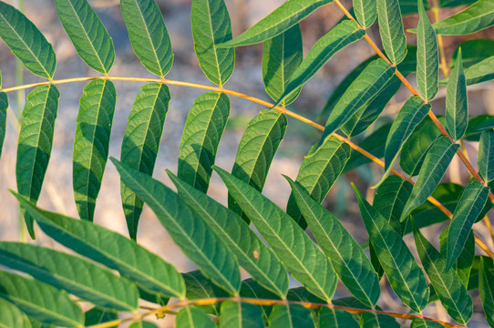 蕨类植物叶片