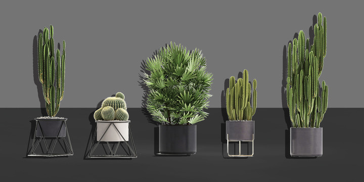 仙人掌植物素材道具效果圖