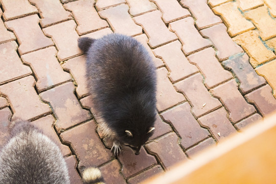 小浣熊