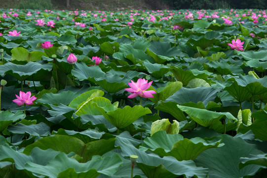 荷花池