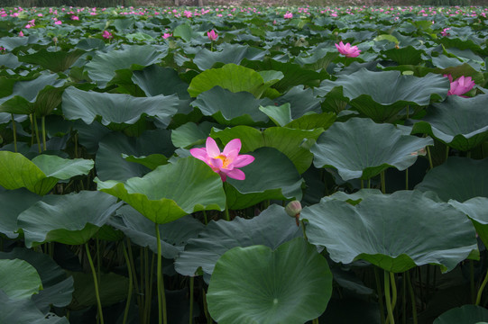 荷花池