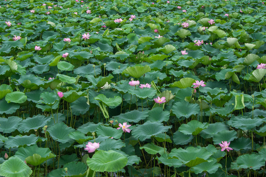 荷花池