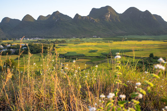 水稻种植乡村农村风景