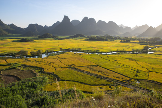 金色稻田秋天风景