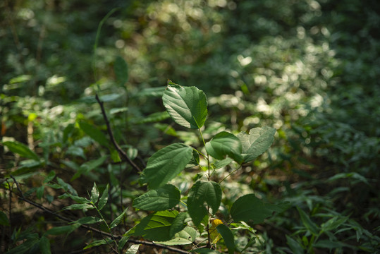 阳光植物唯美