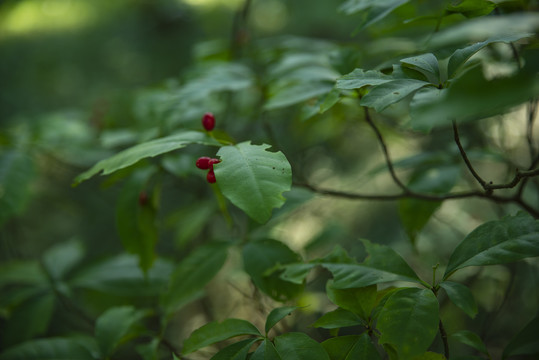 阳光森林植物唯美