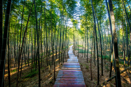 南京溧水无想山竹海栈道