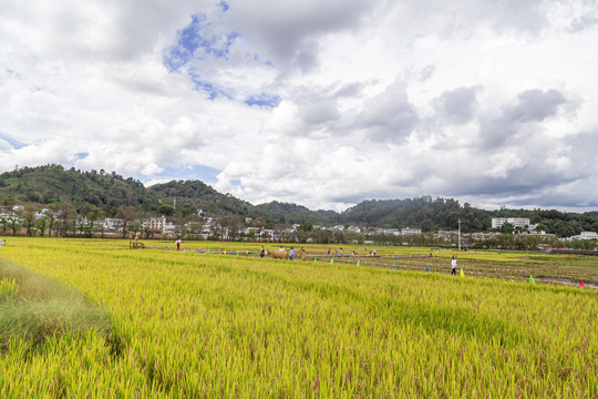 稻田旅游