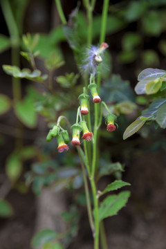 野生植物