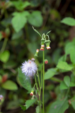 花花草草