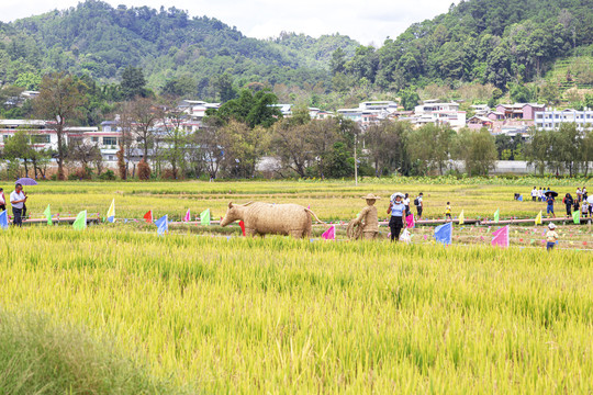 乡村旅游