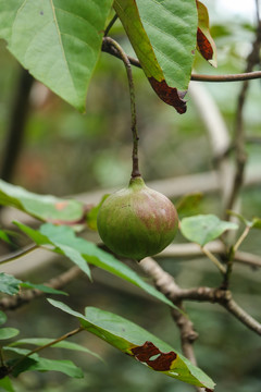 油桐果