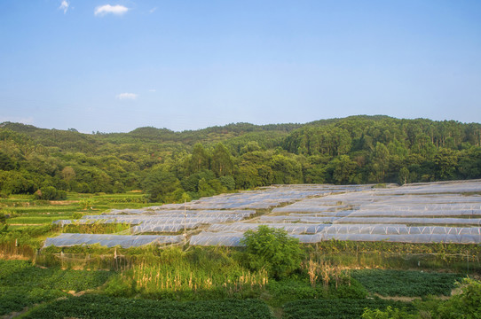 乡村葡萄园风景