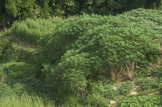 木薯种植田