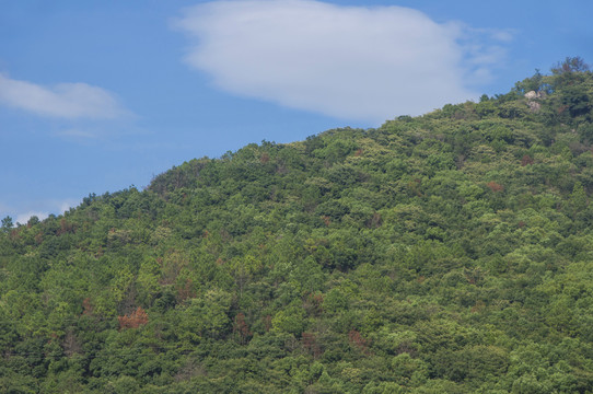 丘陵山坡森林