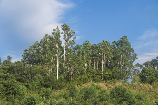 山丘树林桉树林