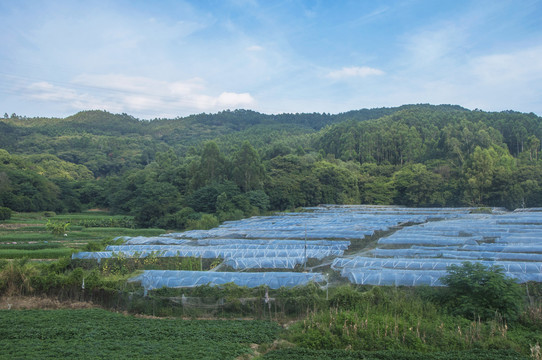 乡村葡萄种植园景观