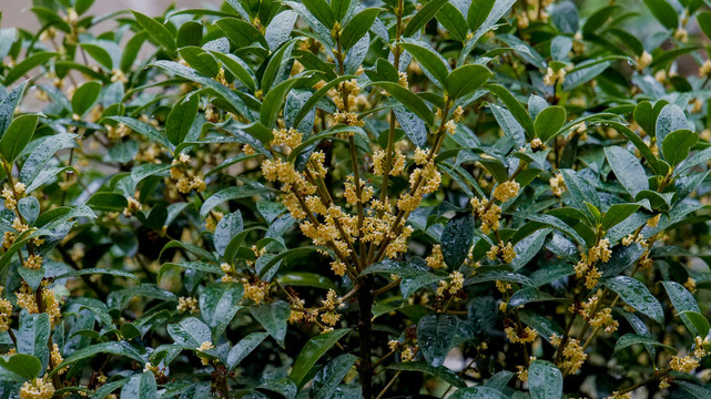 雨后桂花