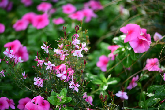 长春花