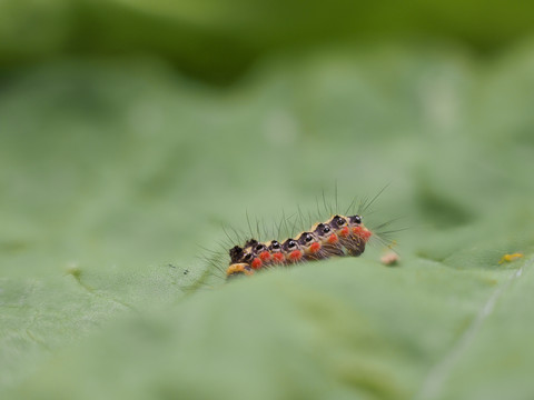 毛毛虫