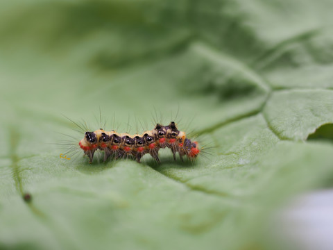 毛毛虫