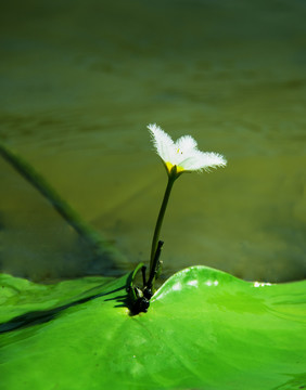 小白花