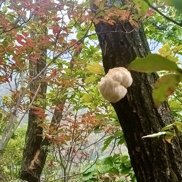 野生猴头菇