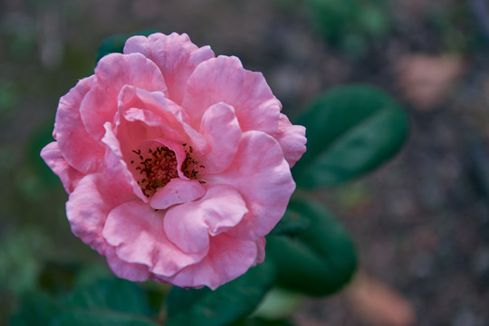 初秋城市公园里的月季花