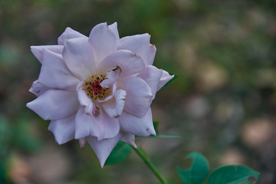 初秋城市公园里的月季花