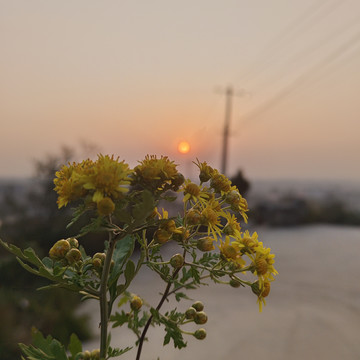 清晨雏菊