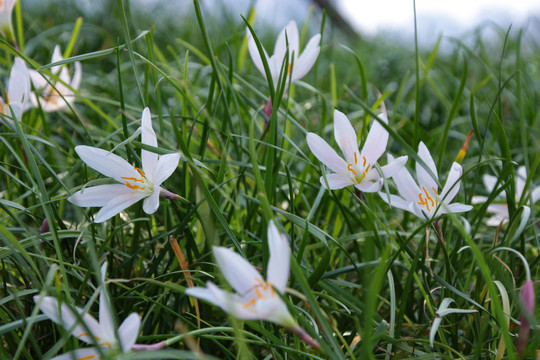 葱莲花