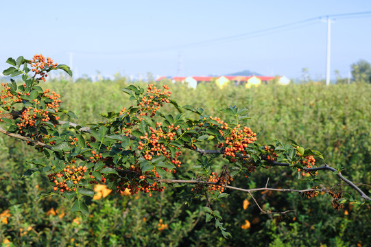 花椒种植