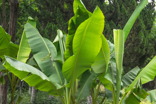 芭蕉树