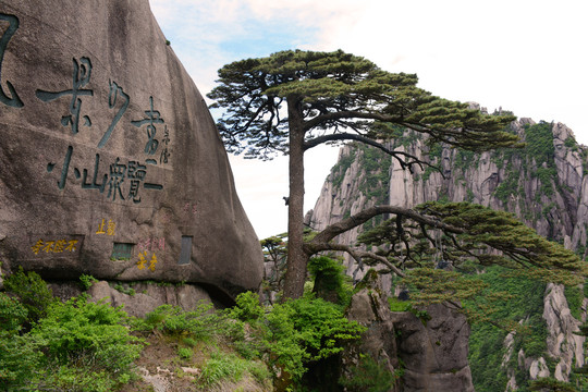 黄山迎客松