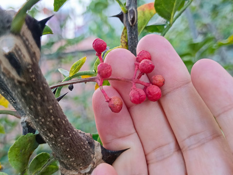 采摘红花椒