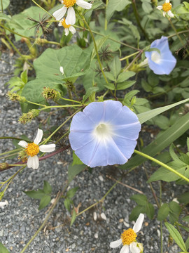 粉蓝色牵牛花