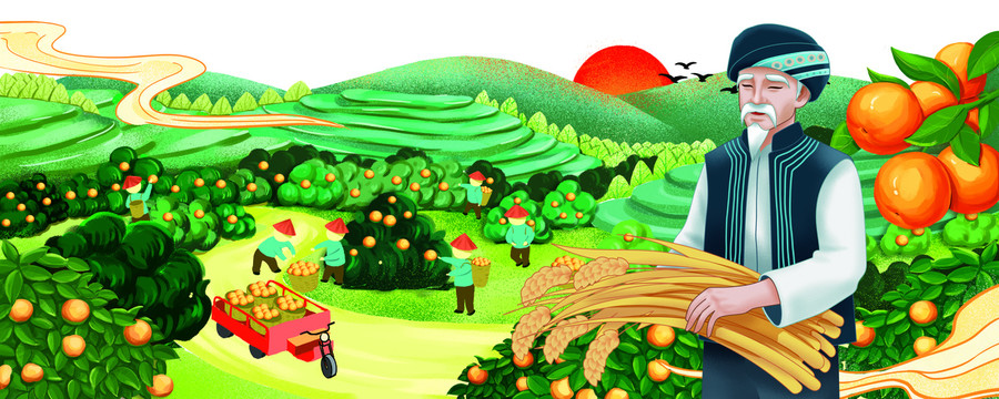 少數(shù)民族農(nóng)民種植柑橘插畫