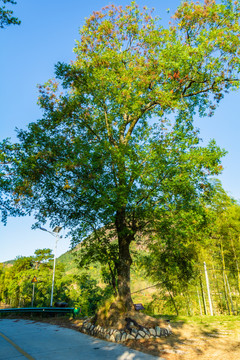 罗田大别山古村落黄连木