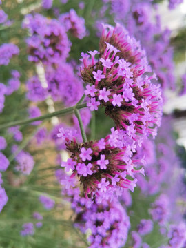 柳叶马鞭花草鲜花