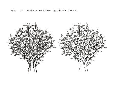 茶樹插畫線稿