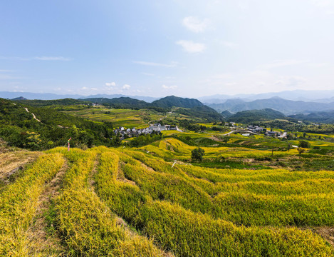 梯田秋收