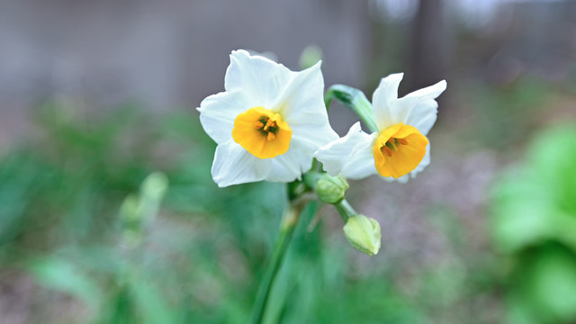 水仙花