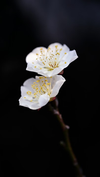 白梅花特写