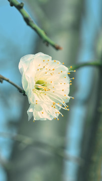 梅花特写