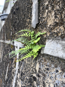 墙壁上的绿色植物