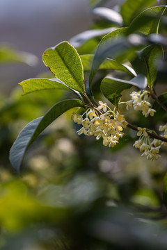 清新鲜嫩的桂花