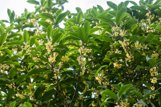 清新鲜嫩的桂花