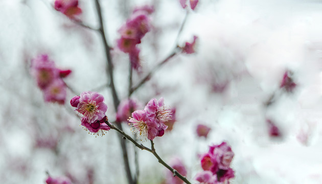 梅花